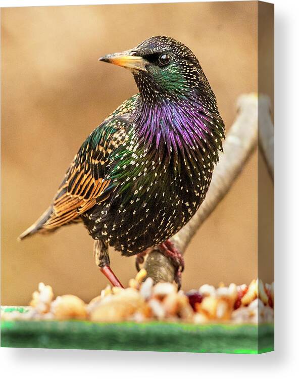 Starling Canvas Print featuring the photograph Starling In Glorious Color by Jim Moore