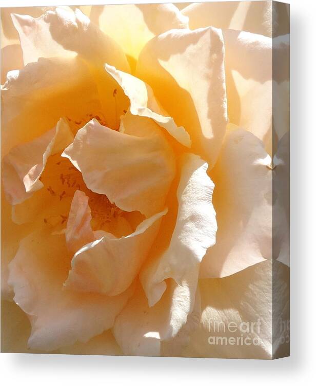 Rose Canvas Print featuring the photograph Sunny Delight by Fred Wilson