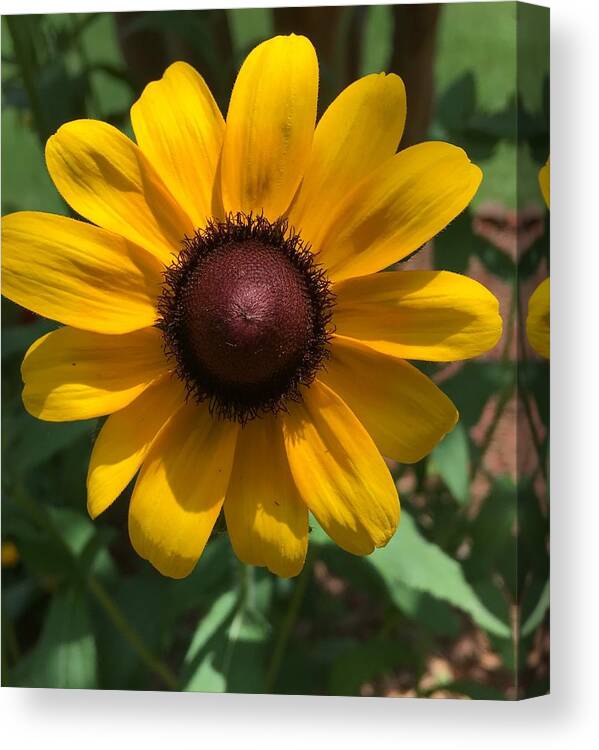 Sunflower Canvas Print featuring the photograph Sunny by Pamela Henry
