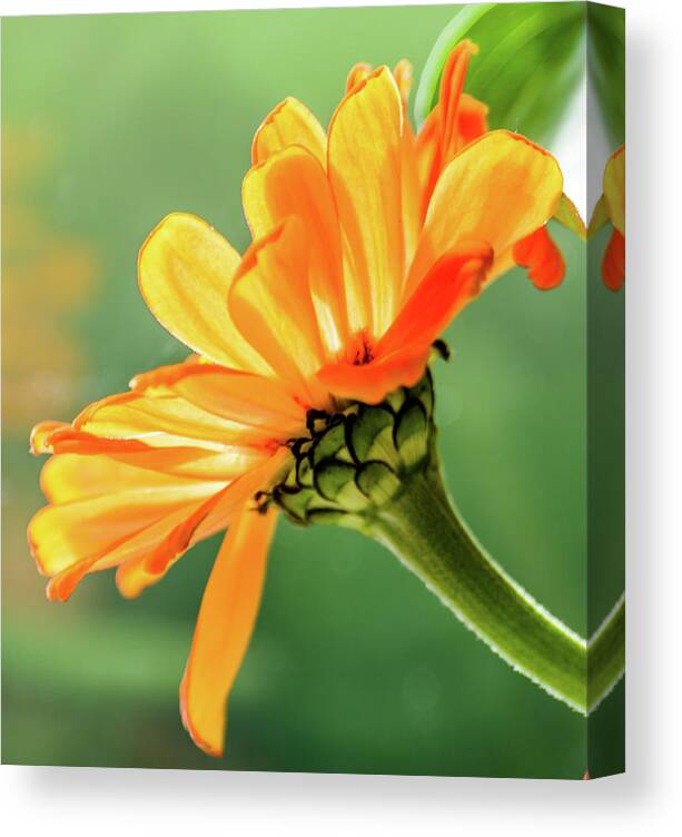 Flower Canvas Print featuring the photograph Sunny Side by Kathy King