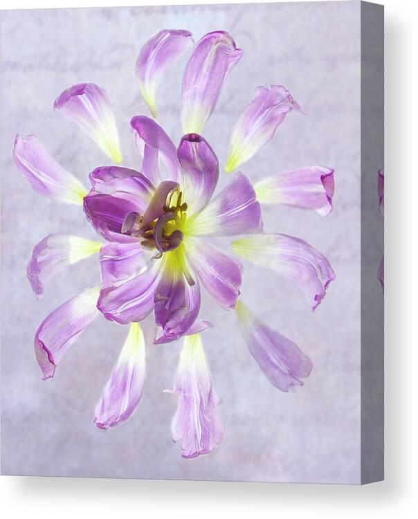 Tulip Canvas Print featuring the photograph Tulip Patterns by Diane Fifield