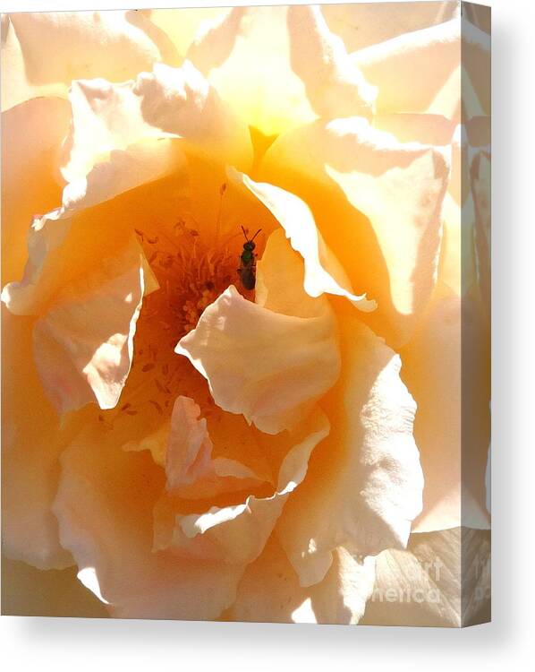 Rose Canvas Print featuring the photograph Visitor by Fred Wilson