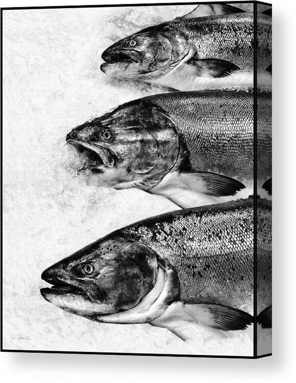 Fish Canvas Print featuring the photograph We Are Not Amused by Joe Bonita