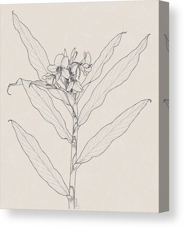 Botanical Illustration Canvas Print featuring the drawing White Ginger by Judith Kunzle