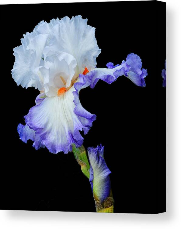 White Iris Canvas Print featuring the photograph White Iris With A Purple Fringe by Dave Mills