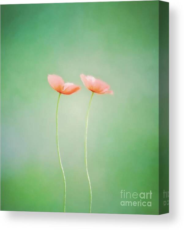 Wildflower Canvas Print featuring the photograph Wildflower Duet by Kerri Farley