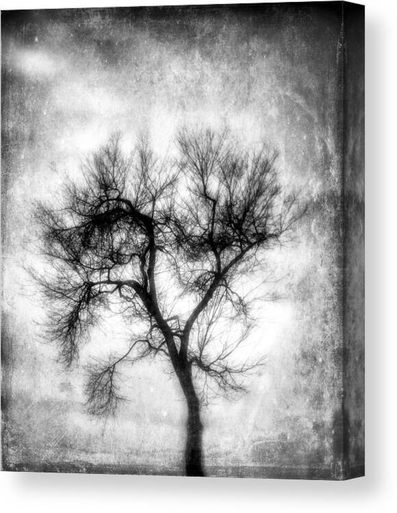 Landscape Canvas Print featuring the photograph Winter Tree-BW by Joye Ardyn Durham
