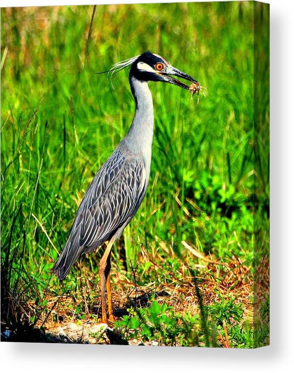 Yellow-crested Night Heron Canvas Print featuring the photograph Yellow Crested Night Heron Catches a Fiddler Crab by Barbara Bowen