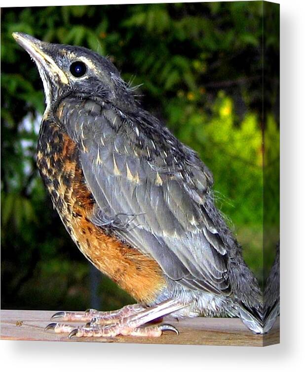 Young American Robin Canvas Print featuring the photograph Young American Robin by Will Borden