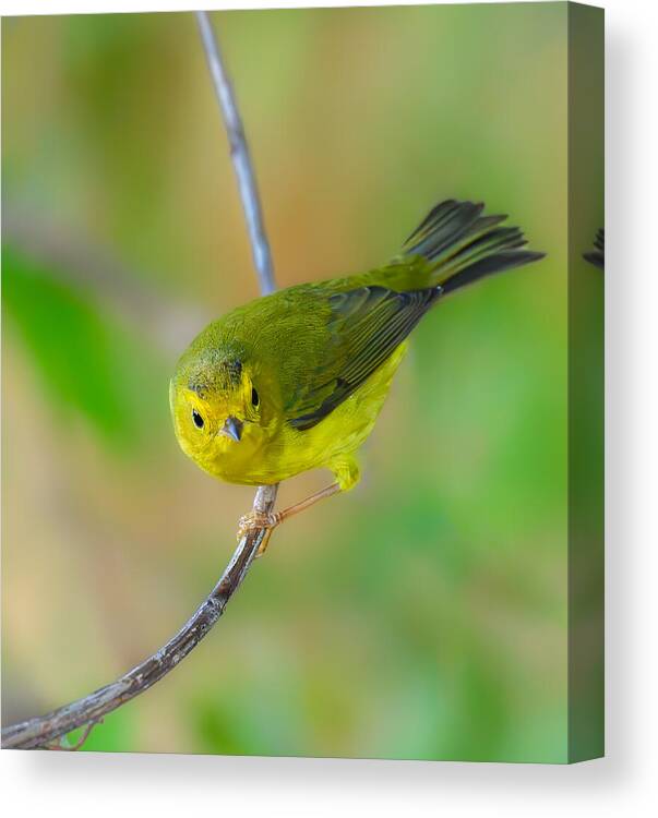 Wild Canvas Print featuring the photograph Wilson\'s Warbler #1 by Mike He
