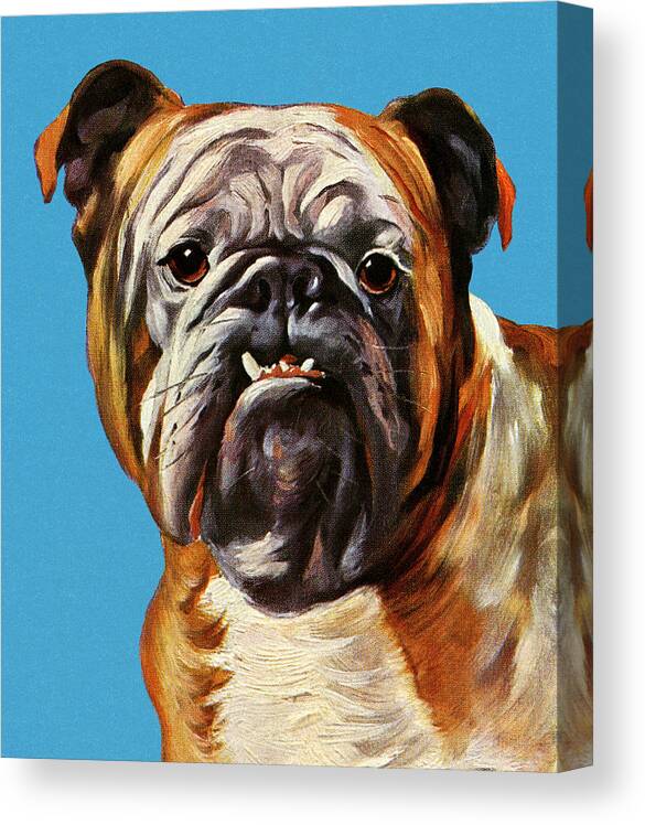 Animal Canvas Print featuring the drawing Bulldog #3 by CSA Images