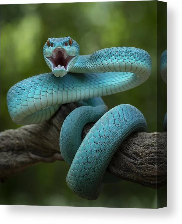 Snake Canvas Print featuring the photograph Angry Snake And Want To Bite by Tantoyensen