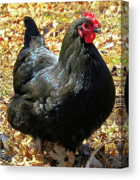 Black Chickens Canvas Print featuring the photograph Black Jersey Giant by Linda Stern