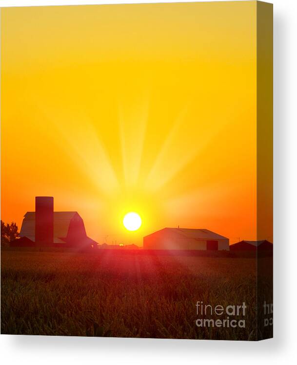 Sunrise Canvas Print featuring the photograph Brilliant Orange Sunrise Over A Corn by Paul Orr