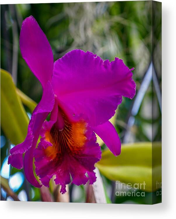 Orchid Canvas Print featuring the photograph Brilliant Orchid by Susan Rydberg