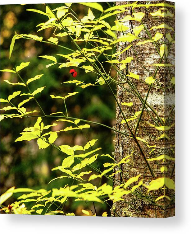 Woods Canvas Print featuring the photograph Dare To Be Different by Marcy Wielfaert