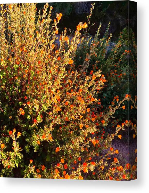Arizona Canvas Print featuring the photograph Desert Globemallows by the Wash by Judy Kennedy