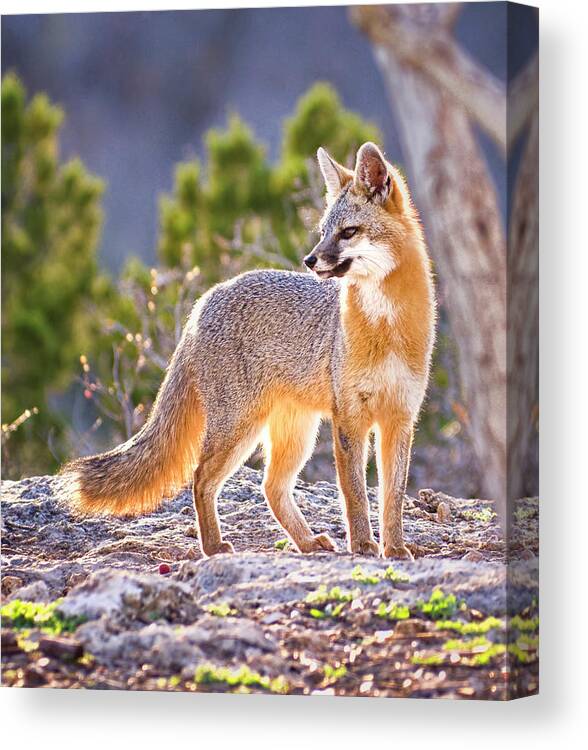 Animal Themes Canvas Print featuring the photograph Fox At Twilight by Dean Fikar
