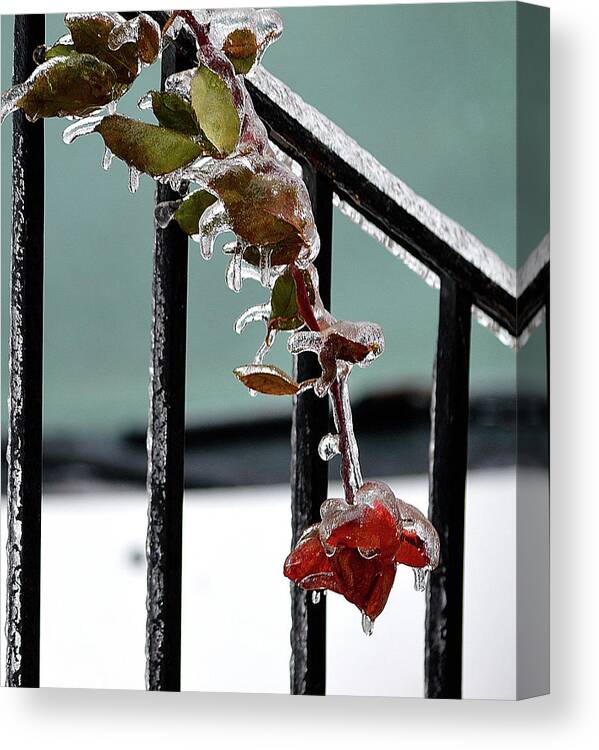 Art Canvas Print featuring the photograph Frozen Rose by Joan Han