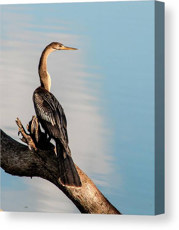 Anhinga Canvas Print featuring the photograph Graceful Neck by Norman Johnson