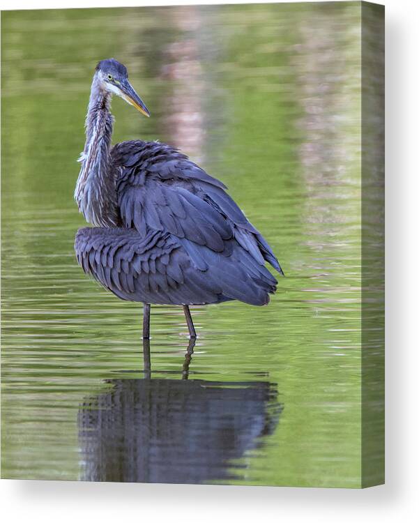 Great Blue Heron Canvas Print featuring the photograph Great Blue Heron 5755-081019 by Tam Ryan