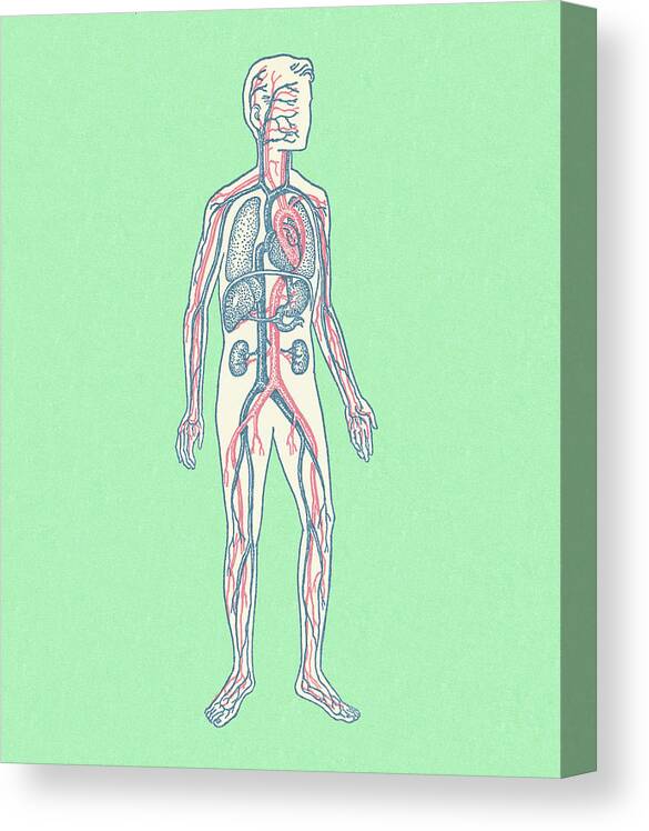 Anatomical Canvas Print featuring the drawing Human Circulatory System by CSA Images