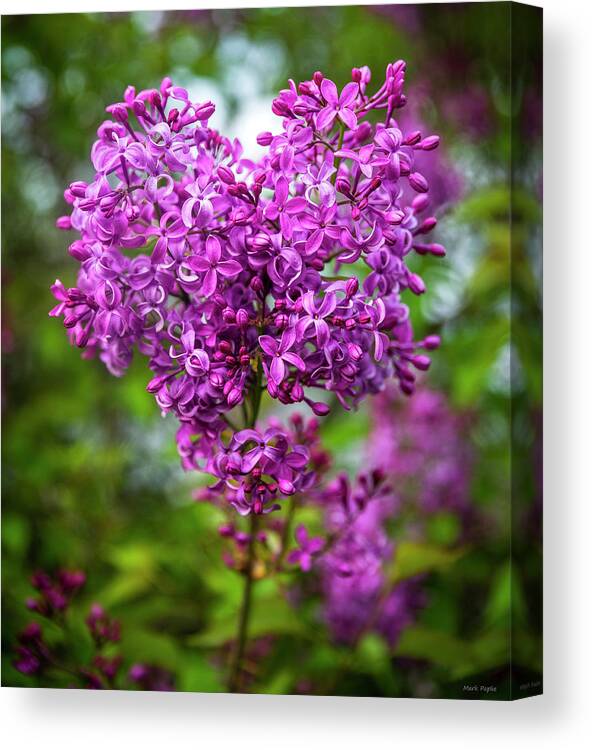 Lilac Canvas Print featuring the photograph Lilac Heart by Mark Papke
