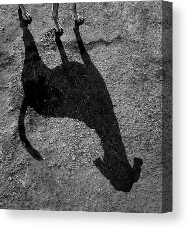 Dogs Canvas Print featuring the photograph Long Dog Shadow by Prakash Ghai