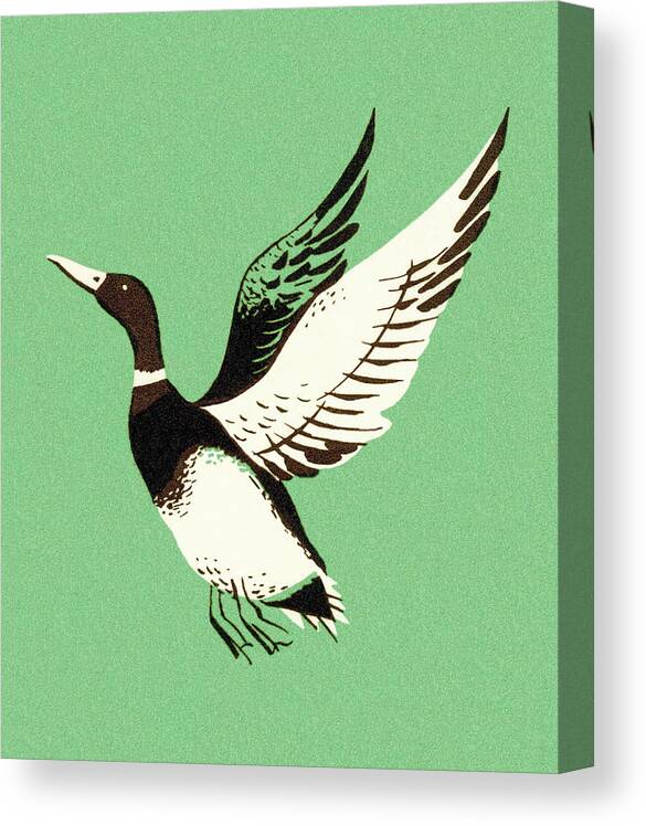 Animal Canvas Print featuring the drawing Mallard Duck Flying by CSA Images