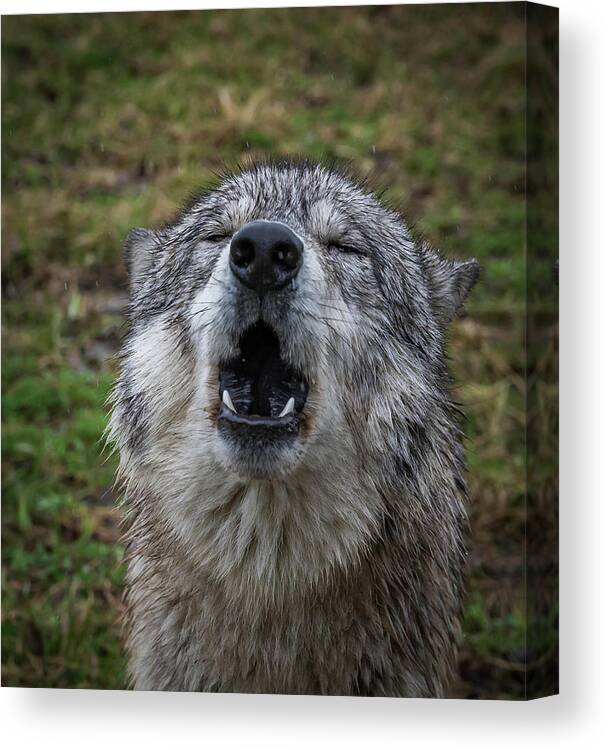 Howling Wolf Wolves Wolf Canvas Print featuring the photograph Owwwwwwwwwww by Laura Hedien