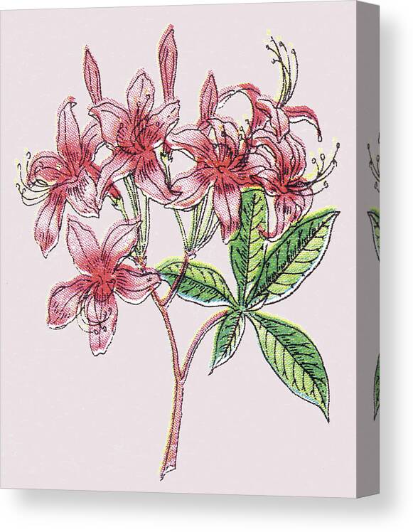 Bloom Canvas Print featuring the drawing Pink Flowers by CSA Images