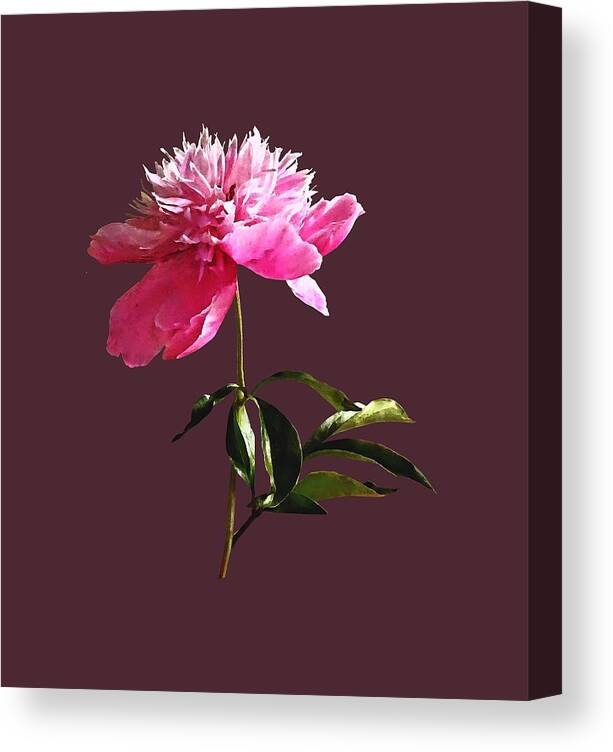 Peony Canvas Print featuring the photograph Pink Peony Profile by Susan Savad