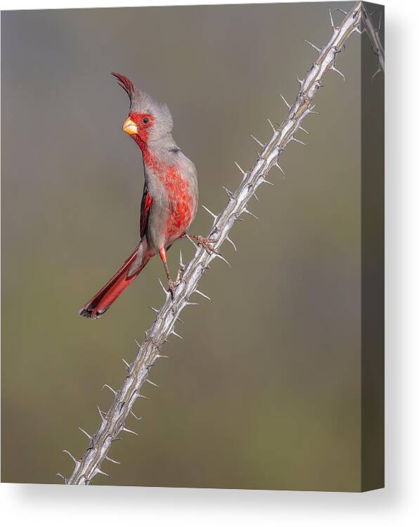 Wildlife Canvas Print featuring the photograph Prickly Bird by Greg Barsh