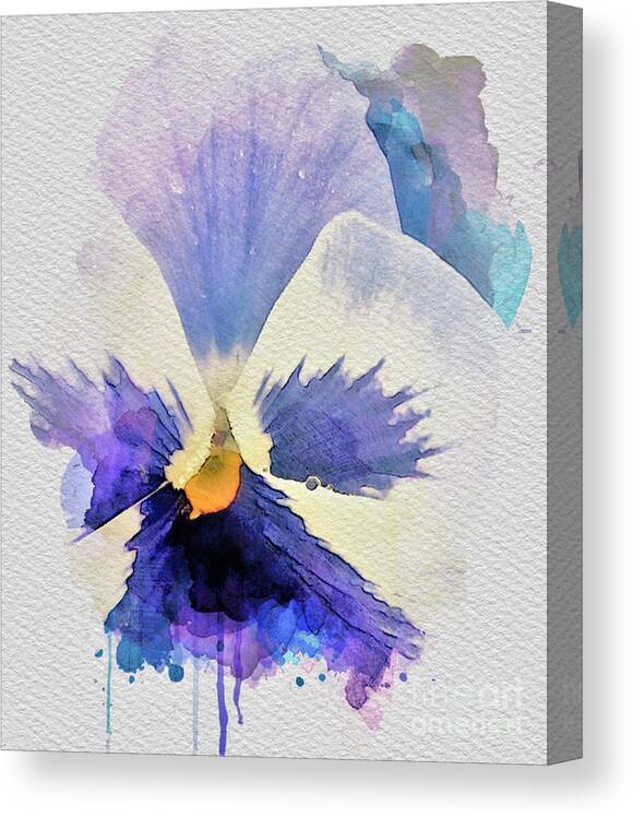 Watercolor Canvas Print featuring the painting Purple Pansy by Tracey Lee Cassin
