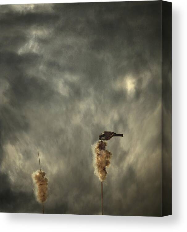 Sky Canvas Print featuring the photograph Roost by David Senechal Photographie (polydactyle)