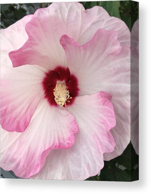 Hibiscus Canvas Print featuring the photograph Ruffles and Ruby by Anjel B Hartwell