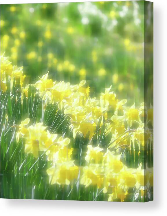 Daffodils Canvas Print featuring the photograph Spring Daffodils by Ken Krolikowski