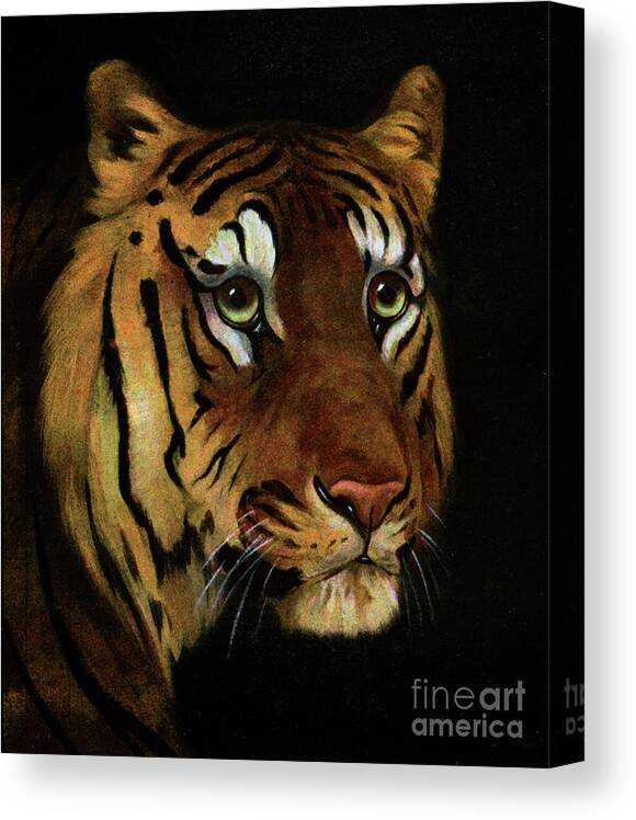 Big Cat Canvas Print featuring the drawing Tiger Study, 1908-1909 by Print Collector
