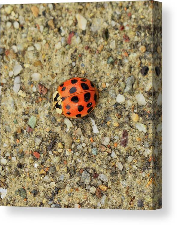 Ladybug Canvas Print featuring the photograph Trying To Blend In by Donna Blackhall