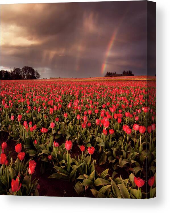 Outdoors Canvas Print featuring the photograph Tulips And Rainbows by Jamey Pyles Photography