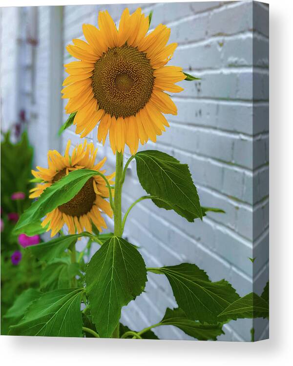 Sunflower Canvas Print featuring the photograph Urban Sunflower by Lora J Wilson