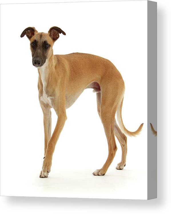 Animal Canvas Print featuring the photograph Whippet Lurcher Dog, 1 Year Old, Walking by Mark Taylor