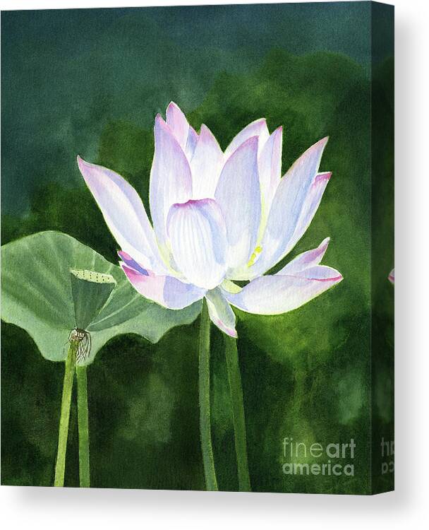 White Canvas Print featuring the painting White Lotus Blossom with Dark Abstract Background by Sharon Freeman