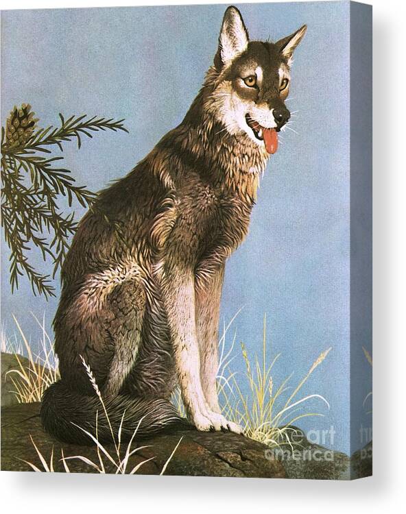Wolf Canvas Print featuring the painting Wolf by English School