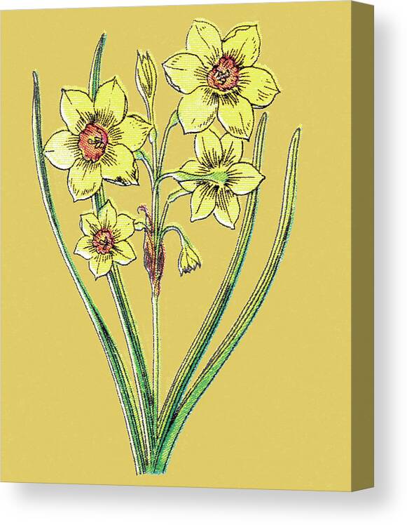 Bloom Canvas Print featuring the drawing Yellow Flowers by CSA Images
