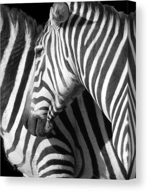 Zebra Canvas Print featuring the photograph Zebra by Phil And Karen Rispin