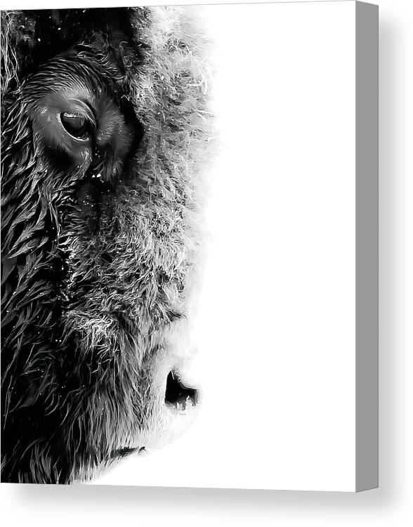 Bison Canvas Print featuring the photograph Profile of the ancients #1 by Peter Mangolds