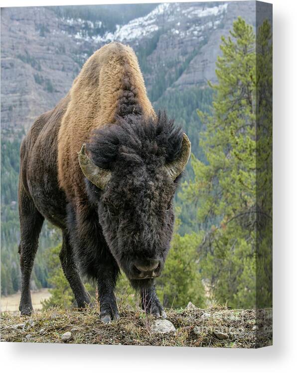 Yellowstone Canvas Print featuring the photograph Bison #3 by Patrick Nowotny