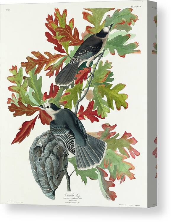 Audubon Birds Canvas Print featuring the drawing Canada Jay #4 by John James Audubon