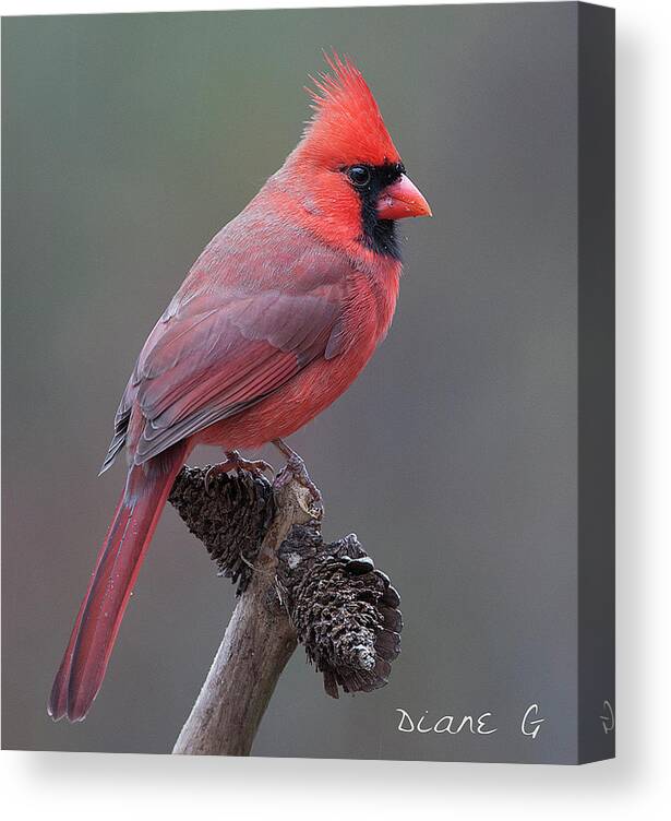 Male Cardinal Canvas Print featuring the photograph Male Cardinal #9 by Diane Giurco